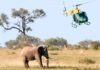 Africa: Tuberculosis Carried out On Elephants