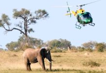 Africa: Tuberculosis Carried out On Elephants