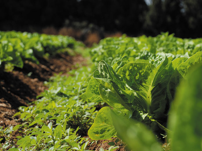 Agriculture Training