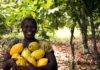 Cocoa Farmers in West Africa Struggle to More Efficient
