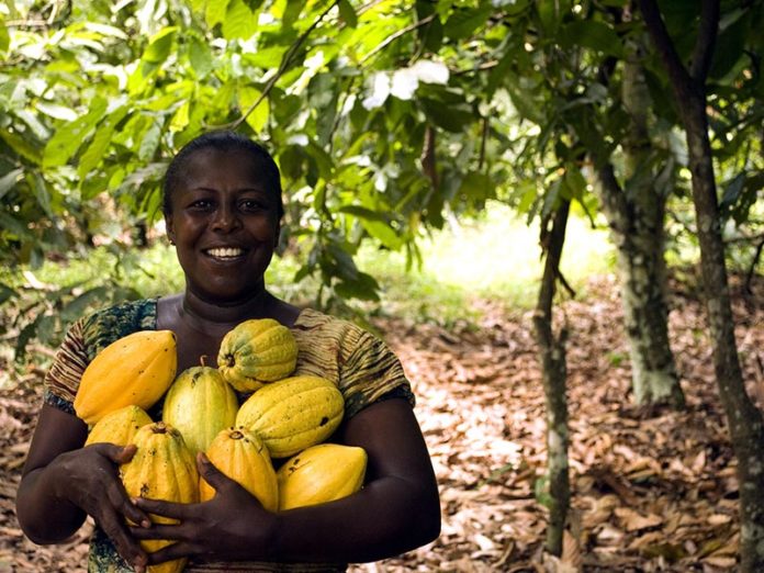 Cocoa Farmers in West Africa Struggle to More Efficient