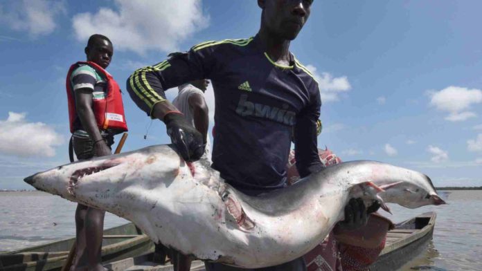 Criminality in Africa’s Fishing Industry: A Threat to Human Security