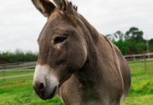 Donkeys in Kenya face 'Imminent Extinction'