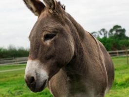 Donkeys in Kenya face 'Imminent Extinction'