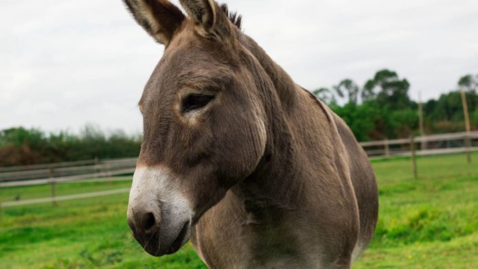 Donkeys in Kenya face 'Imminent Extinction'