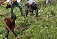 Ethiopians Grow Green Thumb in Billion Tree Drive