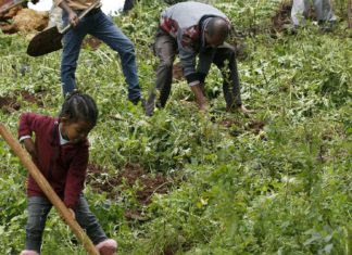 Ethiopians Grow Green Thumb in Billion Tree Drive