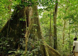 Gabon Receives $150 Million to Preserve Its Reinforest