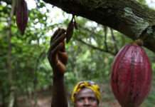 Nigeria Inspired by Ghana: Ivory Coast Cocoa Premium Deal