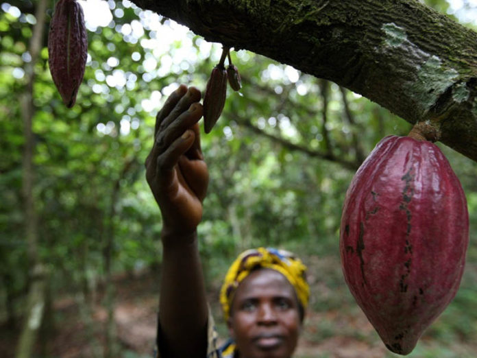Nigeria Inspired by Ghana: Ivory Coast Cocoa Premium Deal