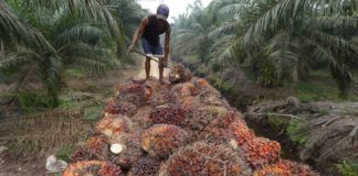 Nigeria Plans to Invest $500 Million to Boost Palm Oil Production