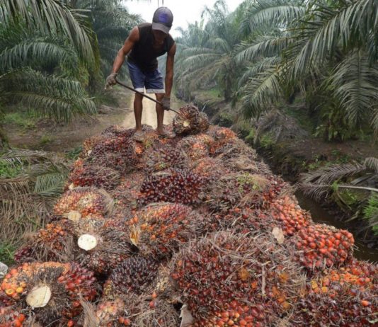 Nigeria Plans to Invest $500 Million to Boost Palm Oil Production