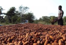 The Africa Continent Produces 75% of World’s Cocoa And Only Get’s 2% Of the $100 Billion Industry… Why?