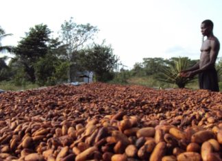 The Africa Continent Produces 75% of World’s Cocoa And Only Get’s 2% Of the $100 Billion Industry… Why?