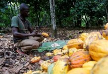 Various Diseases Caused Cocoa Production in the Ivory Coast