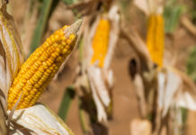 Zambia's Corn Harvest Falls to Decade Low After Drought