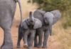 Zimbabwe Sent 30 Baby Elephants to China