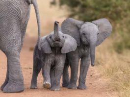 Zimbabwe Sent 30 Baby Elephants to China